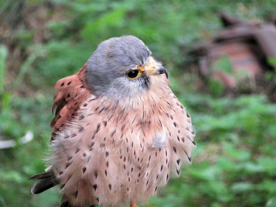 Kestrel Plumage Bird