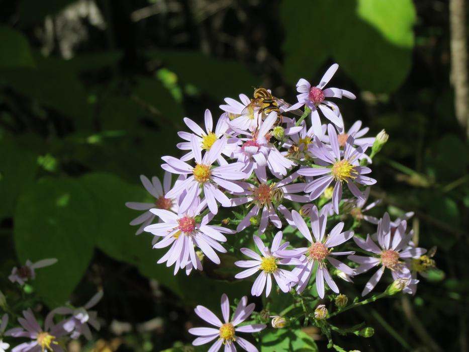 small flowers on a bush in the forest