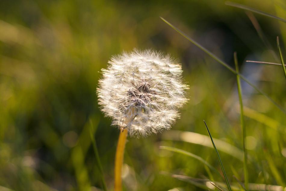 white dandelion in green grass