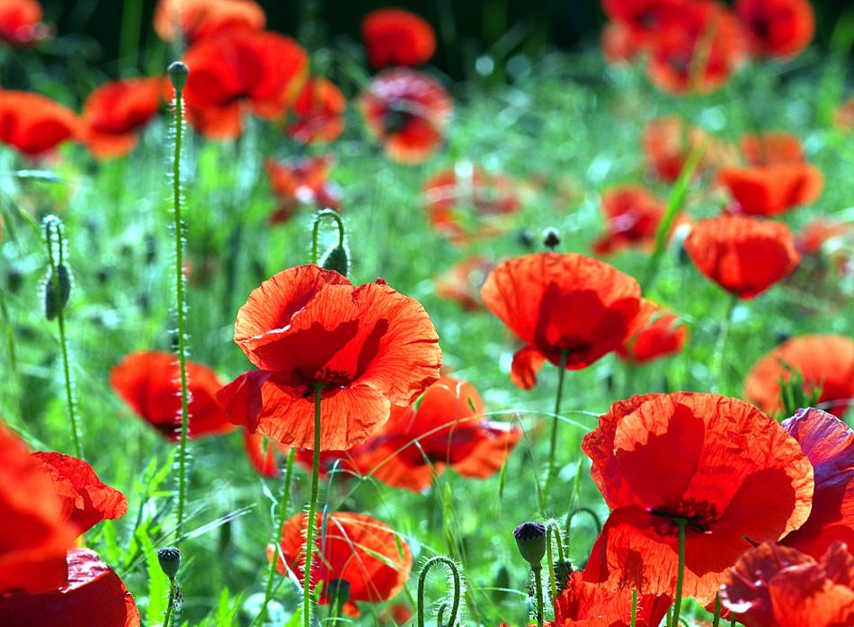 Poppies Red Flowers The Beasts Of free image download