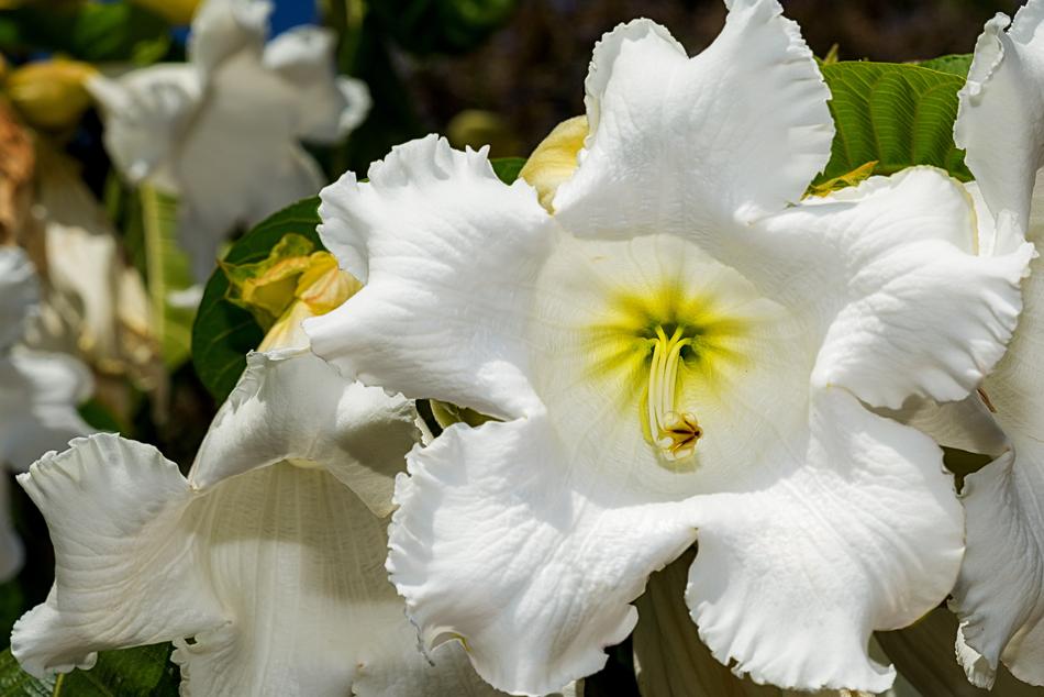 Botanic Garden Puerto Vallarta flower