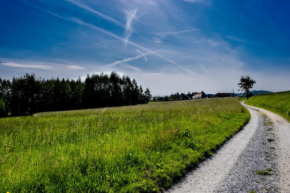 green grass by the road with trees
