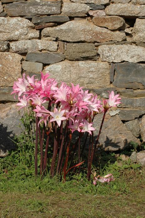 Pink Lilies Flowers in garden