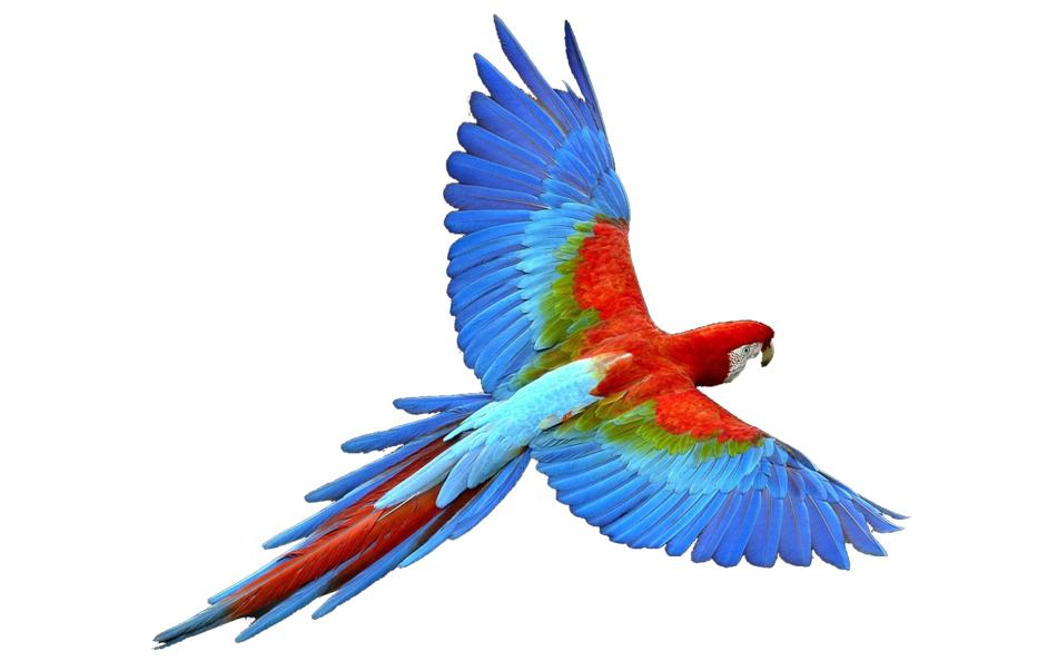 isolated colorful parrot