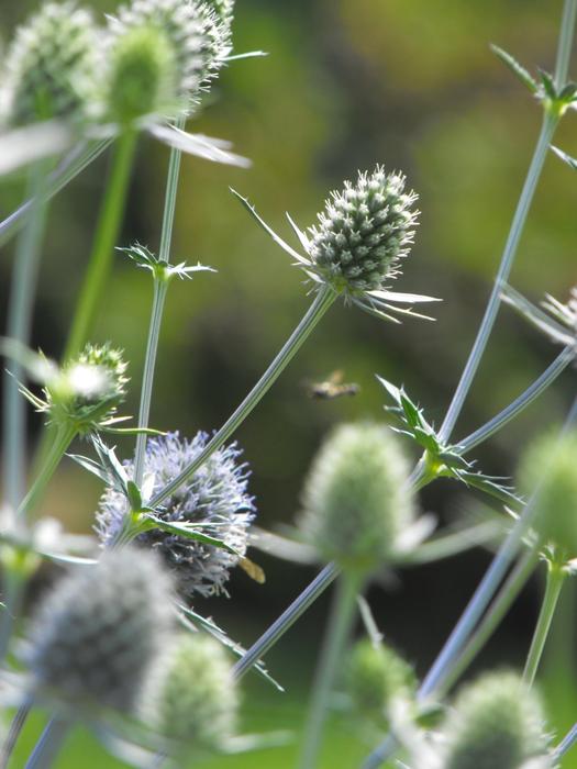 green Thistle Flower Plant