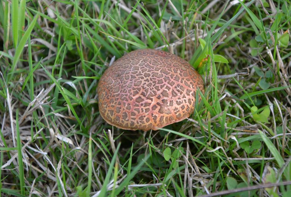 Fungus Green Grass Nature