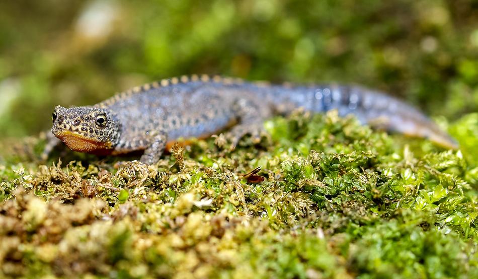 Alpine Newt Amphibians