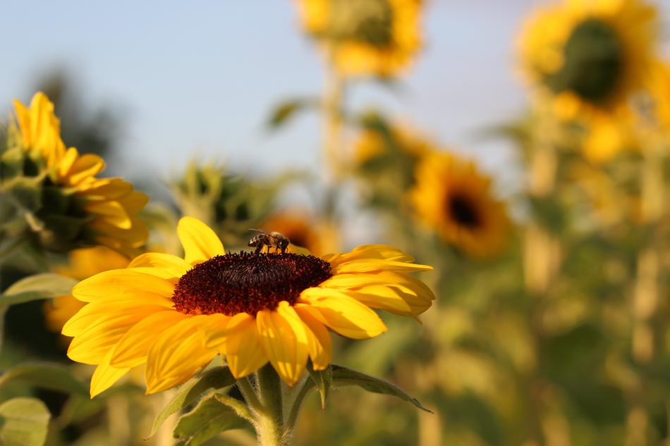 Sunflower Golden Hour