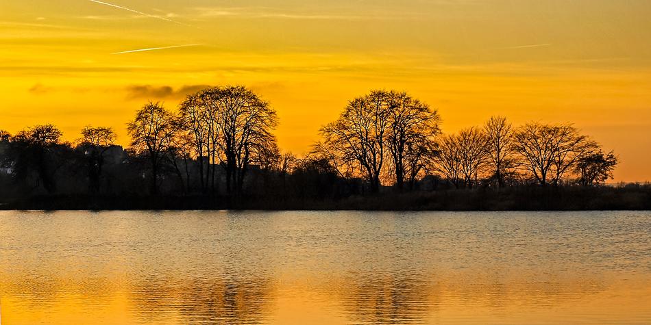 the silhouette of trees against an orange sky