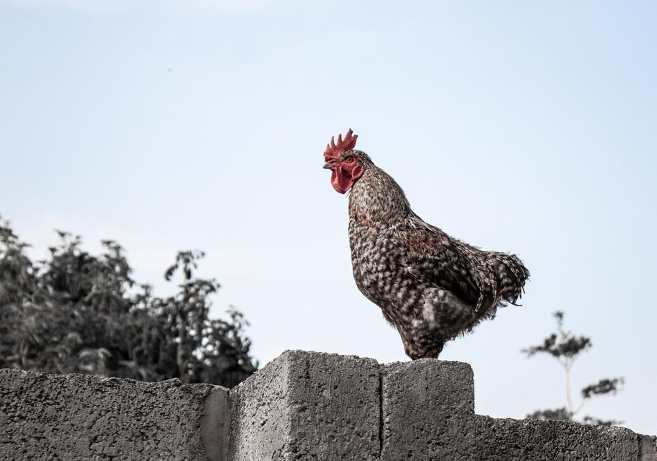 Chicken Wall Roaster