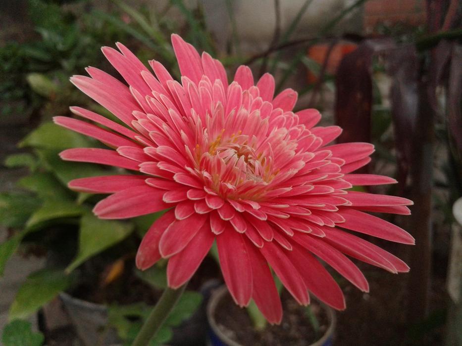 a large red flower bud