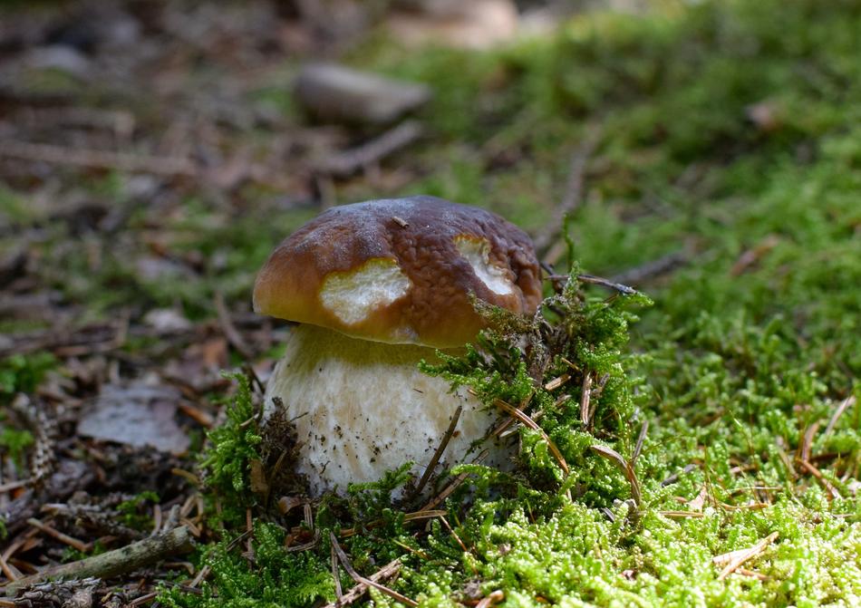 a little brown mushroom in the grass