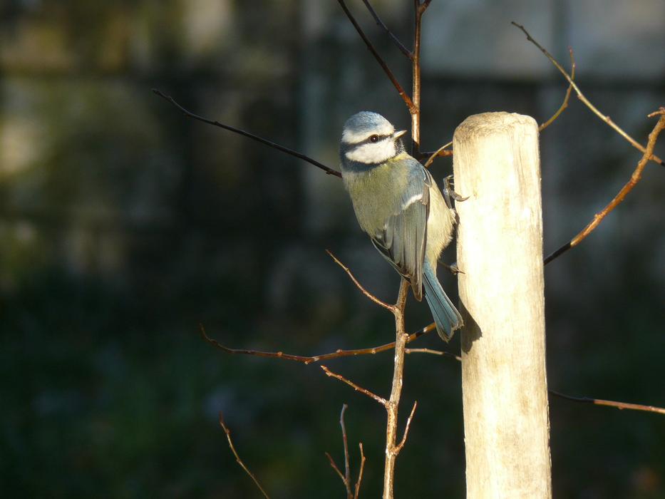 Bird Blue Tit on wood