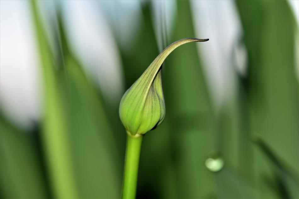 Agapanthus Bud Close Up