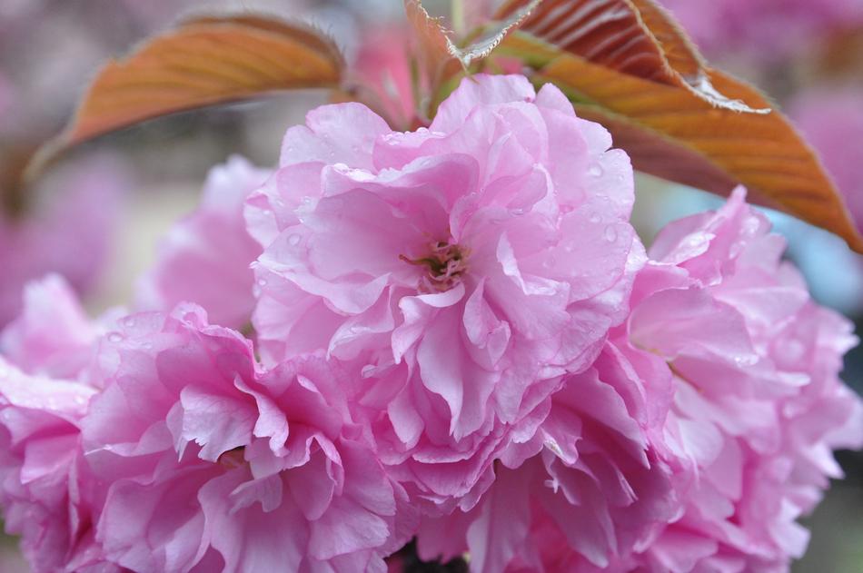 beautiful pink flowers close-up