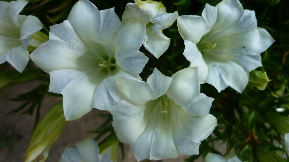 White Gentian Flowers