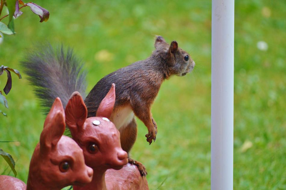 Squirrel Nager Rodent