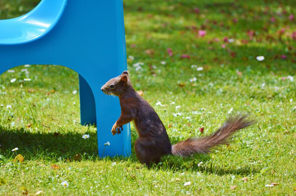Squirrel Nager in the garden