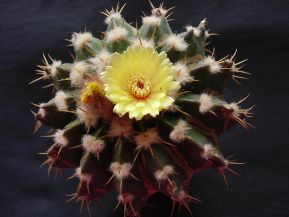 cactus with a yellow flower macro