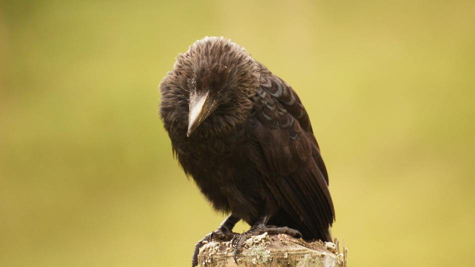 The Field bird