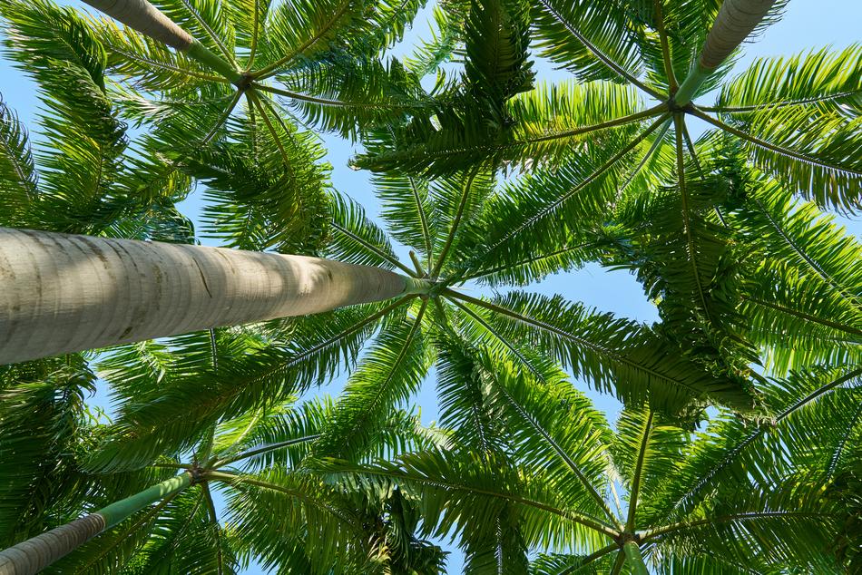 Tree Green Wood foliage