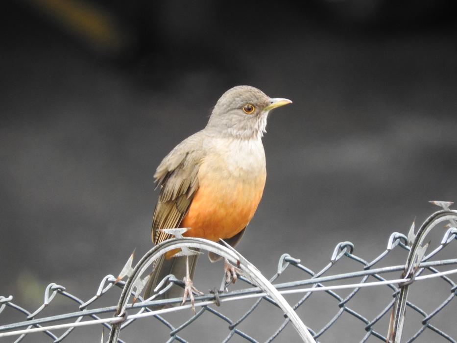 Birdie Brazilian Bird Know Orange