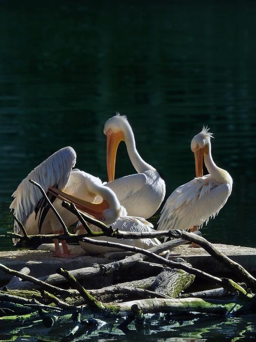 a flock of birds in a nest by the lake