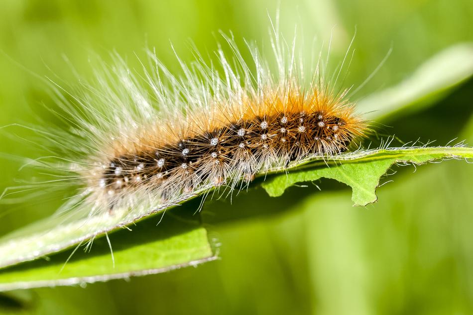 fluffy caterpillar on green foliage
