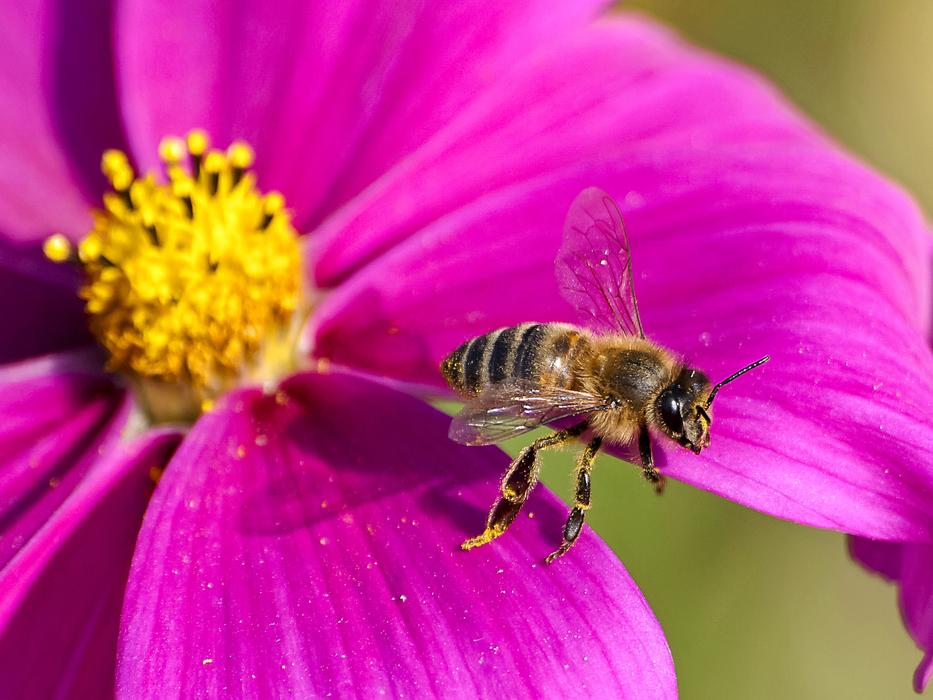 Bee Honey Nature