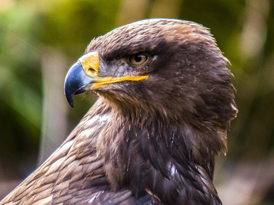 proud look of an eagle