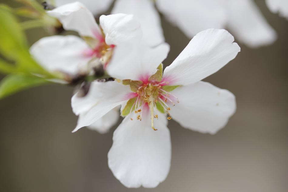 white flowers in the garden landscape