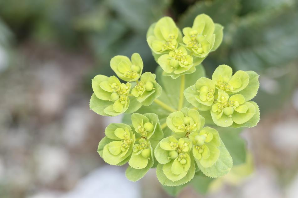 Green Nature Macro
