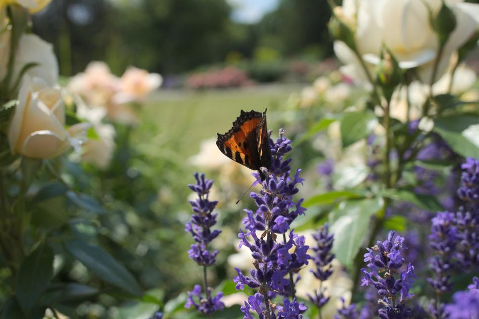 butterfly on flowers beautiful landscape