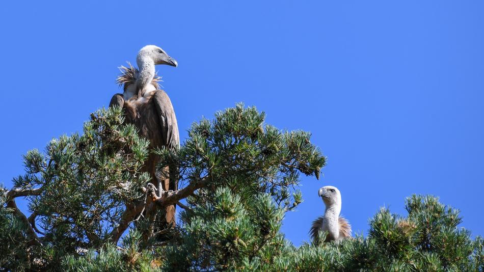 griffon vulture on top of a tree against a blue sky
