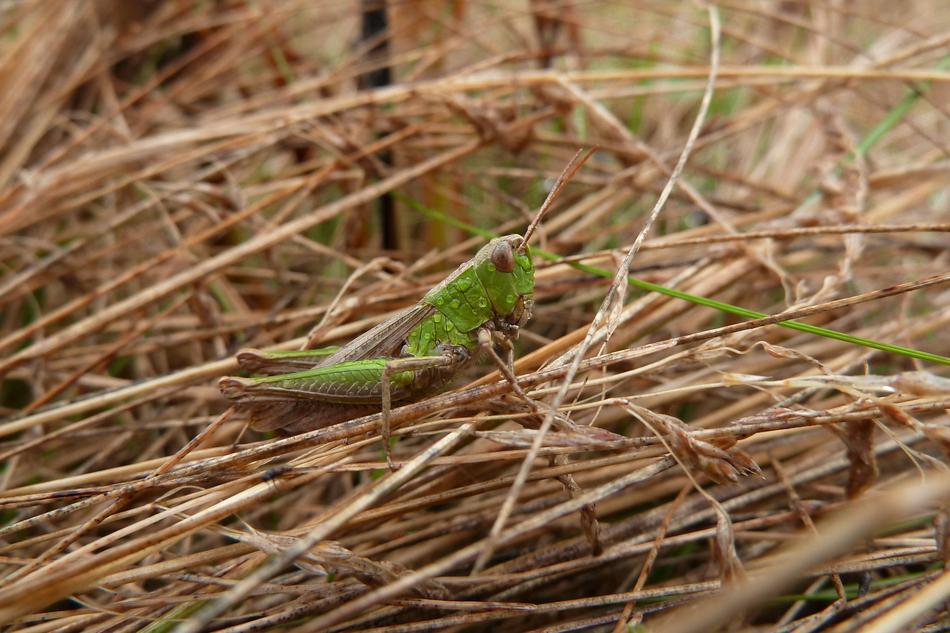 Grasshopper Nature Macro Close