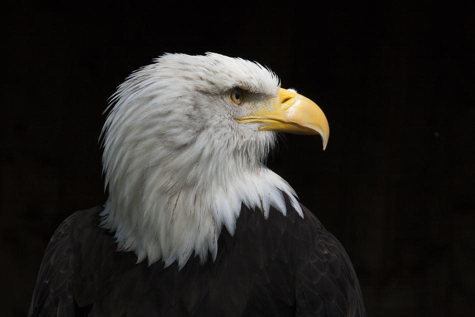 bald eagle profile on black background