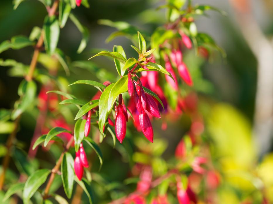 pink Flowers Fuchsia in Nature