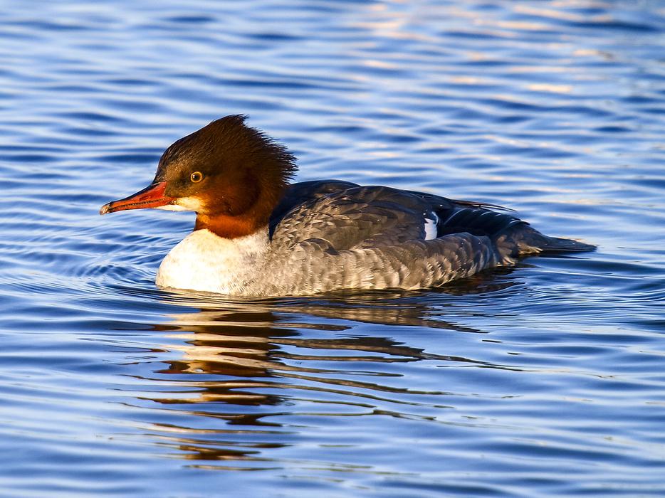 Merganser Water Bird