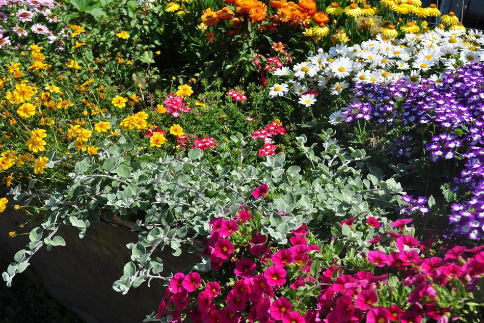 Flowers Color Blossom