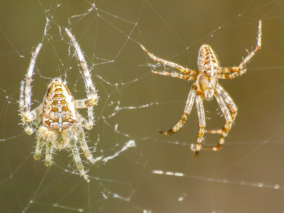 a pair of spiders on a cobweb on a blurred background