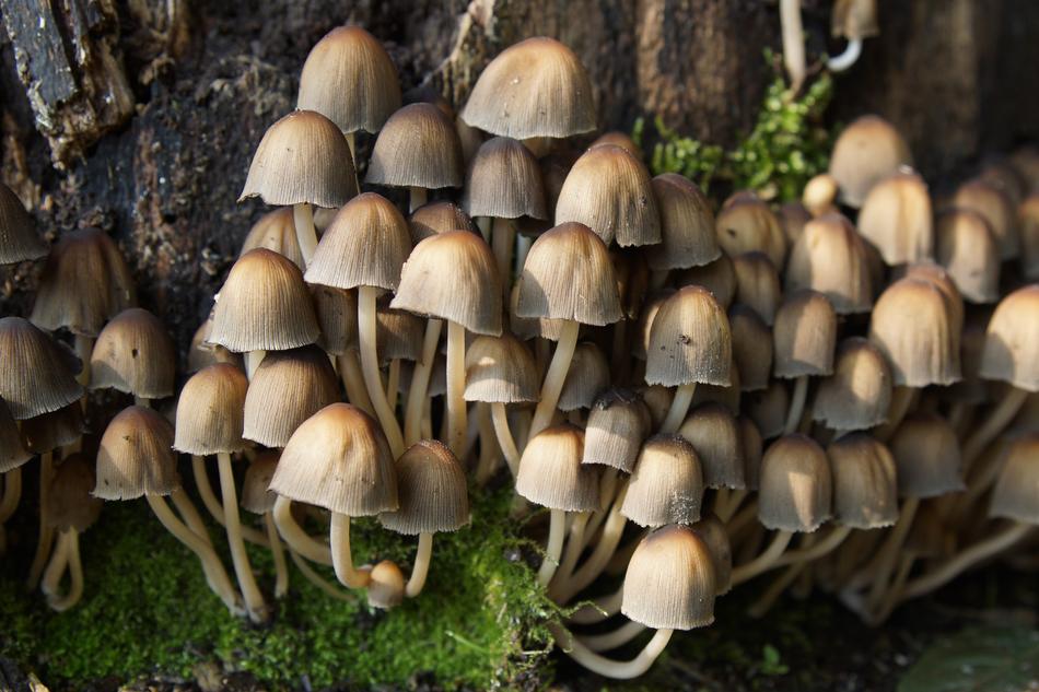 mushrooms are small a lot of forest