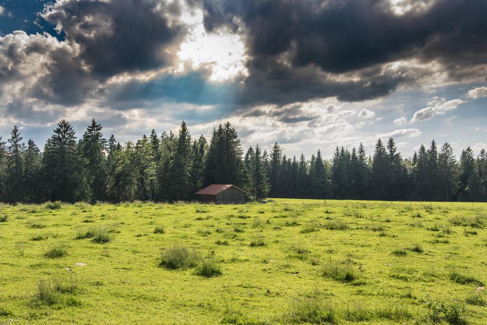 green forest with forest and clouds and sun