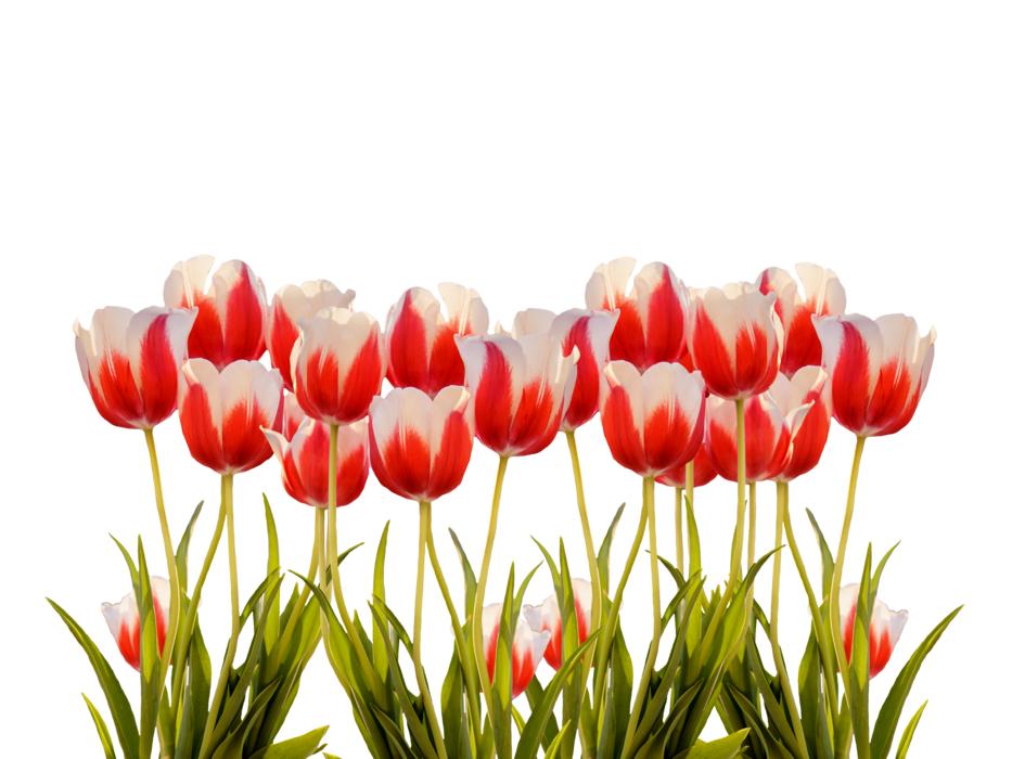 tulip garden in white