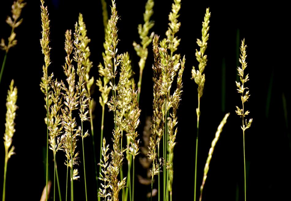 dry spikelets on a black background