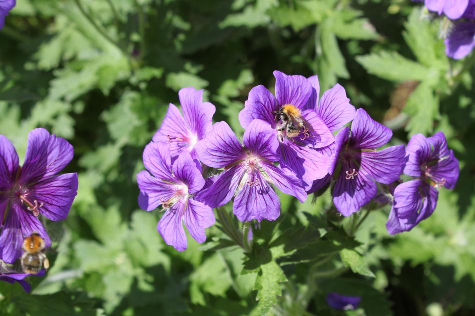 Purple Green purple flowers in a green bush landscape