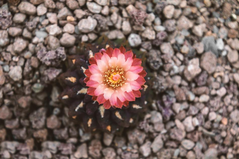 Cactus Blossom Bloom