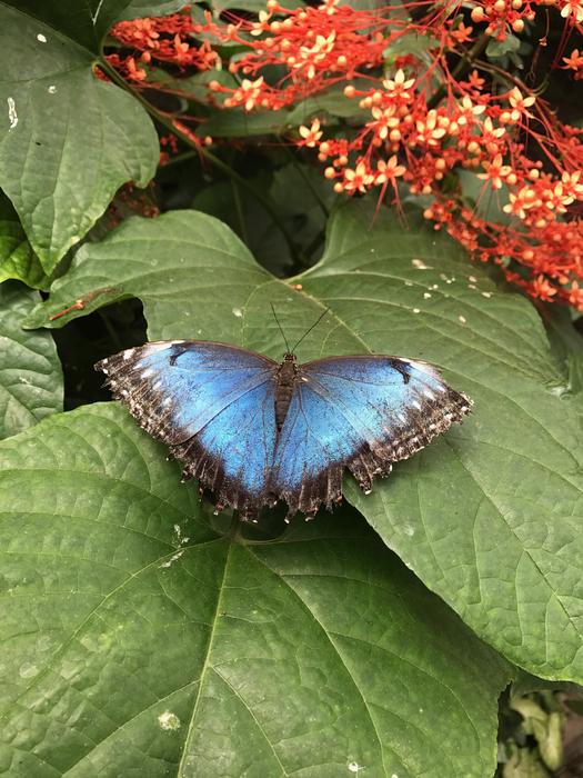 Butterfly Blue Nature