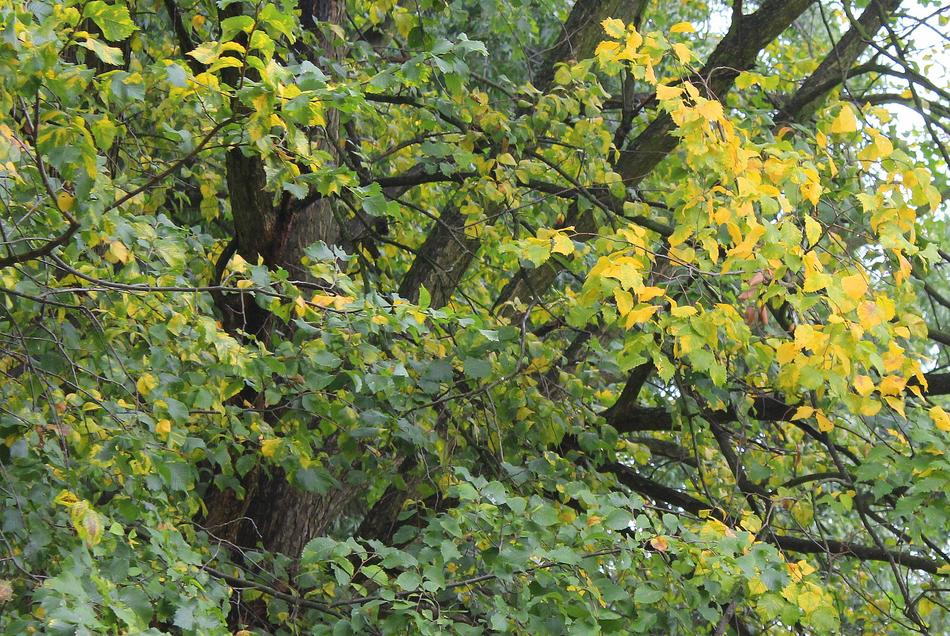 green foliage bush landscape is beautiful