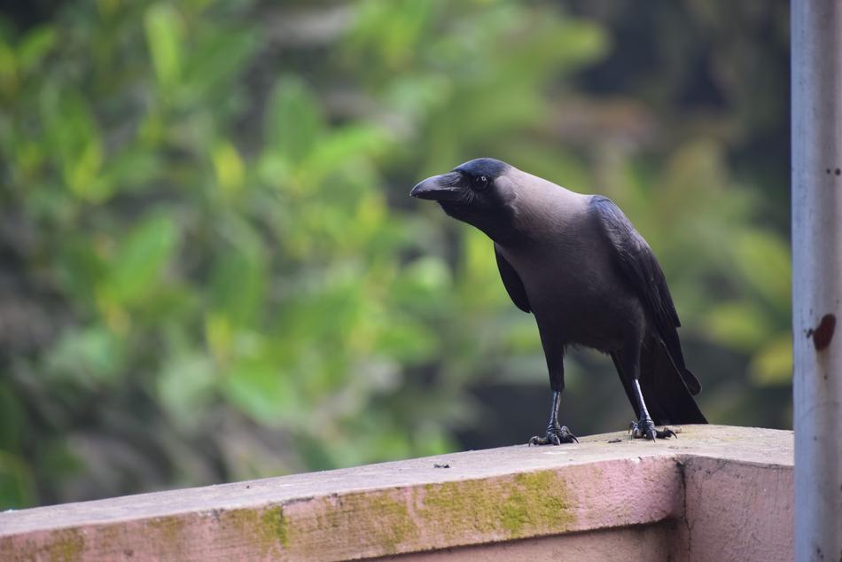 black crow on the balcony nature