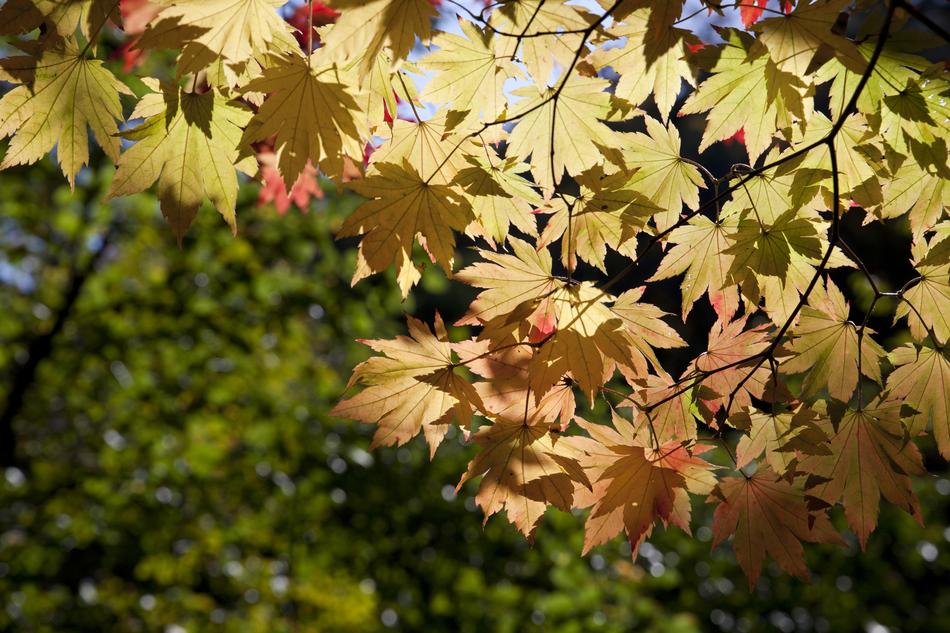 Autumn Leaves Dobong The